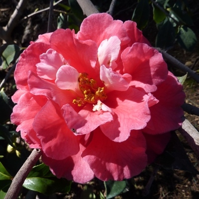 Small Leaf Peony (Xiaoye Mudan)